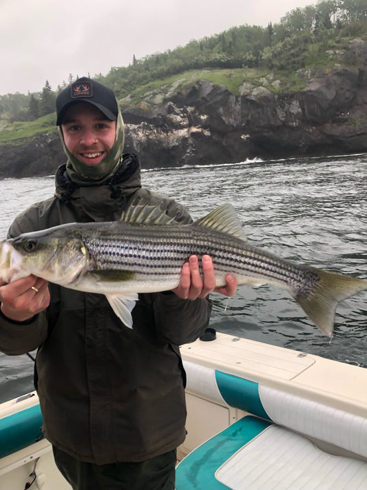 Stripped bass Bar rayé Gaspésie