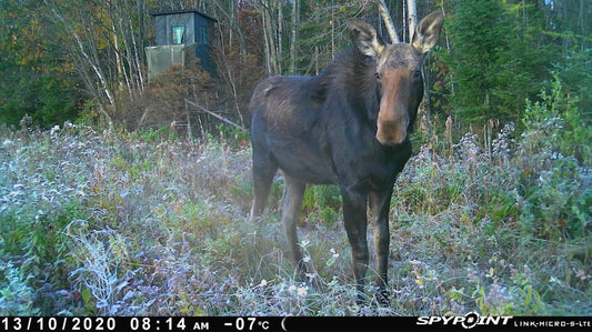 Toujours avoir un oeil sur son spot de chasse... C’est possible?